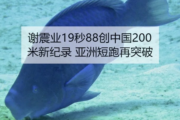 谢震业19秒88创中国200米新纪录 亚洲短跑再突破